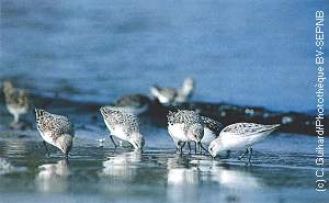 Bécasseaux sanderling