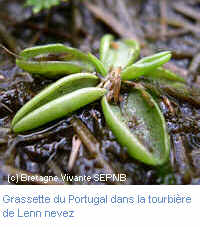 Grassette